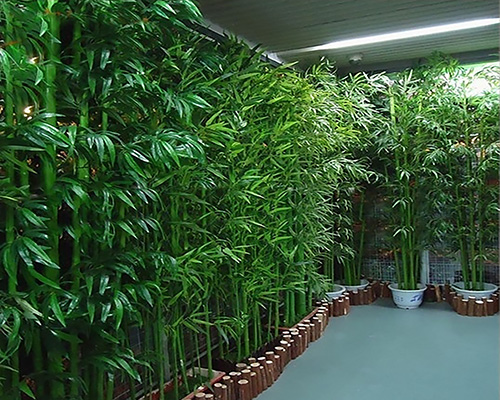 Bambu Dekorasyonlar